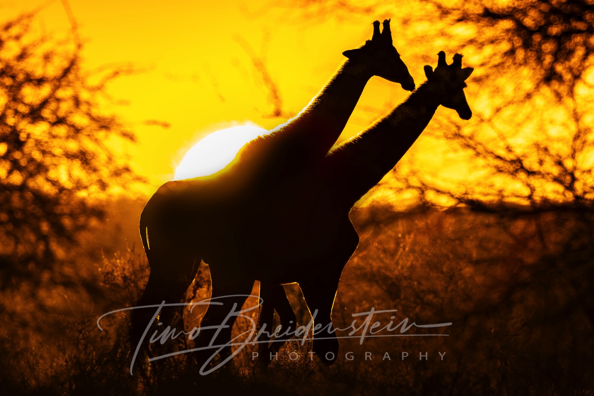 20250623 822A0174 Kopie